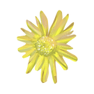 Yellow Flower