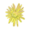 黄色の花