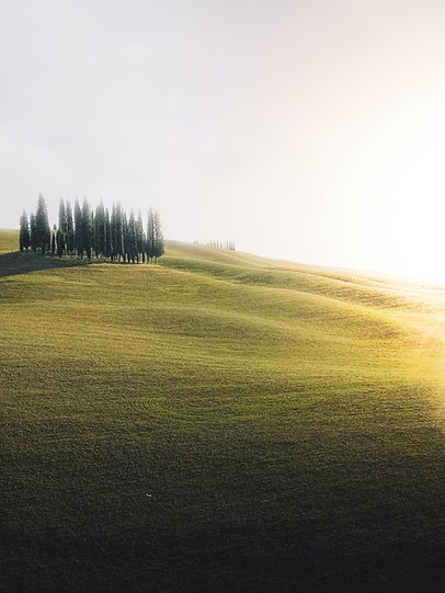 Trees on a Hillside