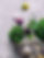 Fresh Vegetables