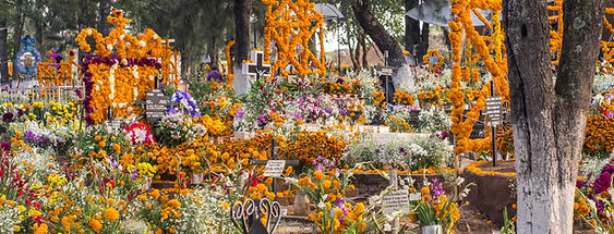 🌿 Resumen general
El texto ofrece una exploración psicológica, espiritual y emocional del duelo como experiencia humana universal.
El autor plantea que el duelo no es una enfermedad ni un signo de debilidad, sino una respuesta natural del alma ante la pérdida. Perder no solo significa la ausencia física de alguien amado, sino también la ruptura simbólica de vínculos, sueños, identidades y etapas de vida.
El objetivo del documento es reeducar la mirada sobre el dolor, para que este deje de ser visto como algo que debe evitarse o superarse, y se comprenda como un proceso de amor, transformación y crecimiento interior.
1️⃣ Qué es el duelo y por qué duele tanto
El duelo es el proceso psicológico y emocional que se vive tras una pérdida significativa. No se limita a la muerte de una persona; puede manifestarse ante la pérdida de una relación, un trabajo, un proyecto, una etapa vital o incluso una parte de uno mismo.
El dolor del duelo no es un error, sino una expresión del amor y del apego. El sufrimiento surge porque amamos, porque algo o alguien tenía sentido y valor en nuestra historia. Como dice Megan Devine:
“El duelo no es algo que se supera, es algo que se lleva.”
La finalidad no es eliminar el dolor, sino integrarlo con conciencia y respeto. El duelo, cuando se vive con presencia, puede convertirse en un camino de sanación emocional y espiritual.
2️⃣ Tipos de pérdida
El documento resalta que hay muchas formas de duelo, todas válidas y dignas de ser reconocidas:
Muerte de un ser querido.
Ruptura amorosa o separación.
Cambio de hogar, país o entorno.
Pérdida laboral o económica.
Infertilidad o enfermedad crónica.
Envejecimiento o pérdida de capacidades.
Transformaciones vitales profundas (como dejar una comunidad, un rol o una identidad).
Cada pérdida implica una despedida interna, incluso cuando fue elegida voluntariamente. A veces, lo que se llora no es lo que se perdió, sino la versión de uno mismo que ya no podrá ser.
Judith Viorst resume esta idea al afirmar que crecer implica perder, y que muchas pérdidas son necesarias para madurar, aunque duelan.
3️⃣ Diferencia entre duelo, tristeza y depresión
Es común confundir estos estados, pero el texto los distingue con claridad:
Tristeza: emoción natural, transitoria, que puede tener múltiples causas.
Duelo: proceso complejo y dinámico ante una pérdida significativa; incluye tristeza, rabia, miedo, confusión y esperanza.
Depresión: estado clínico persistente con pérdida de energía, desesperanza, culpa e incapacidad para disfrutar la vida (anhedonia).
El duelo sano presenta olas emocionales: momentos de tristeza seguidos de alivio o calma.
La depresión, en cambio, es constante y paralizante.
El autor advierte que no se debe patologizar el duelo: sentir dolor, confusión o llanto no significa estar enfermo.
Reconocer la normalidad del dolor devuelve dignidad a la experiencia humana.
4️⃣ Las fases del duelo según Kübler-Ross
El texto explica las cinco fases descritas por Elisabeth Kübler-Ross, entendidas no como pasos rígidos sino como movimientos emocionales naturales:
Negación: mecanismo de defensa que amortigua el impacto inicial.
Ira: confrontación con la injusticia o el abandono.
Negociación: búsqueda de explicaciones o intentos de revertir lo sucedido (“si hubiera hecho esto…”).
Depresión: contacto profundo con la tristeza y la impotencia.
Aceptación: integración del hecho con amor y comprensión; no implica olvidar ni resignarse.
Cada persona las transita de modo único; algunas fases pueden repetirse o no aparecer.
El objetivo no es “pasarlas todas”, sino permitirse sentir y dar sentido al proceso.
5️⃣ Duelo bloqueado vs. duelo sano
Duelo sano: permite expresar emociones, recordar con paz, resignificar la pérdida y seguir adelante con nuevos significados.
Duelo bloqueado: ocurre cuando el dolor se reprime o se niega. Puede manifestarse como:
Anestesia emocional (“no siento nada”).
Ira constante.
Activismo excesivo o adicciones.
Síntomas físicos psicosomáticos.
El bloqueo surge de creencias como “no debo llorar”, “tengo que ser fuerte” o “ya pasó mucho tiempo”.
John Bowlby señalaba que el duelo no resuelto impide establecer nuevos vínculos sanos.
El duelo sano necesita espacio, tiempo, empatía y validación. No se trata de olvidar, sino de integrar lo vivido en una nueva narrativa de vida.
6️⃣ El duelo como proceso, no como evento
El duelo no es algo que “sucede y pasa”. Es un proceso continuo y no lineal, que puede durar meses o años.
Tiene avances, pausas y recaídas. No existe un calendario para sanar.
George Engel lo describe como un “trabajo psicológico” que implica:
Reconocer la pérdida.
Conectar con el dolor.
Reorganizar la vida sin lo perdido.
Reinvertir emocionalmente en nuevos vínculos.
Frases como “ya deberías estar mejor” o “el tiempo cura todo” niegan la profundidad del proceso.
El tiempo no cura por sí solo: cura la conciencia con la que transitamos el tiempo.
Aceptar el duelo como proceso nos libera del mandato de “superar” y nos enseña a acompañar el dolor con paciencia.
7️⃣ Pérdidas invisibles o no validadas
Algunas pérdidas no reciben reconocimiento social y, por tanto, se viven en silencio.
Ejemplos:
Pérdida de una mascota.
Aborto espontáneo.
Relaciones secretas o no reconocidas.
Amistades que se rompen.
Sueños o metas no alcanzadas.
Cambios espirituales o identitarios.
Kenneth Doka acuñó el término “duelo no autorizado” (disenfranchised grief) para describir este fenómeno.
Cuando la sociedad niega el derecho a doler, la persona internaliza culpa, vergüenza o aislamiento.
Reconocer estas pérdidas invisibles es un acto de justicia emocional.
Como escribió el poeta David Whyte:
“La tristeza es el acto de reconocer aquello que ha dejado de estar con nosotros, y es, en sí misma, una forma de amor.”
8️⃣ Psicoeducación emocional del duelo
La psicoeducación consiste en ofrecer información clara sobre el proceso emocional para disminuir la confusión y el miedo.
Entender que el llanto, la rabia o el insomnio son reacciones normales reduce la sensación de estar “perdiendo el control”.
El conocimiento devuelve poder: saber que el dolor tiene sentido ayuda a atravesarlo sin vergüenza.
La psicoeducación enseña también herramientas de autorregulación emocional:
Respiración consciente.
Escritura terapéutica.
Rituales simbólicos.
Red de apoyo o acompañamiento profesional.
La psicóloga Claire Bidwell Smith lo resume así:
“La educación emocional no nos salva del dolor, pero nos prepara para no naufragar en él.”
🌺 Conclusión ampliada
El duelo no es una debilidad, sino una prueba del amor y la conexión humana.
Es la sombra del amor que permanece cuando el objeto amado ya no está.
Comprenderlo desde esta óptica transforma el sufrimiento en sabiduría emocional.
Sanar el duelo significa:
Nombrar la pérdida.
Legitimar el dolor.
Permitir el llanto sin culpa.
Buscar acompañamiento empático.
Honrar lo vivido en lugar de negarlo.
Cerrar un ciclo no es olvidar, sino reconciliarse con la historia y seguir caminando.
El duelo, cuando se vive conscientemente, nos enseña a amar con más profundidad, a valorar la vida y a encontrar sentido incluso en la ausencia.
En palabras del propio texto:
“Doler no es debilidad, es una forma profunda de amor.”
Aceptar el duelo es, en última instancia, una invitación a vivir con más presencia, más humildad y más amor hacia lo que somos y hacia los que ya no están.