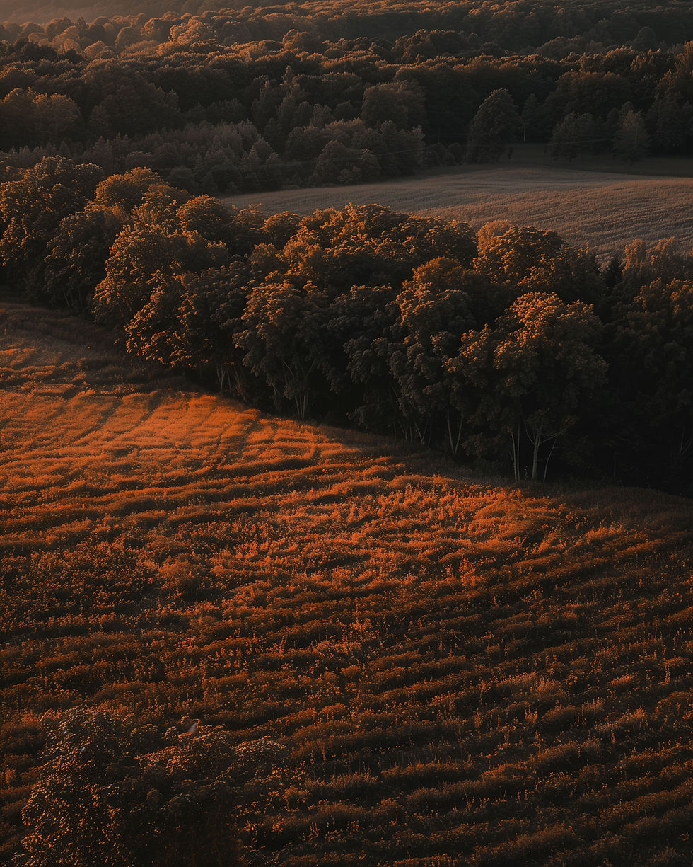 Golden Field Sunset