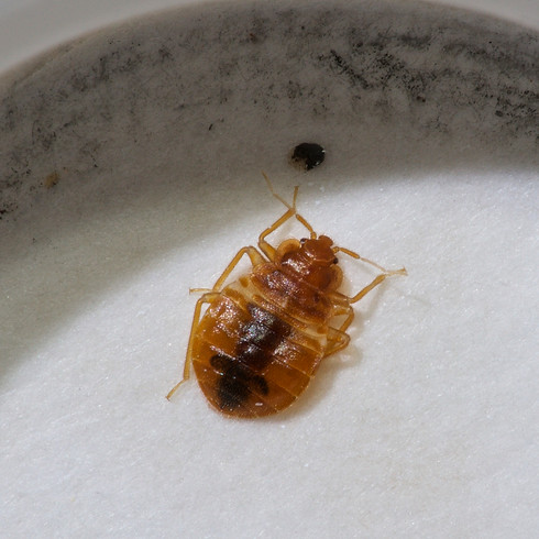 Close-up of a bed bug