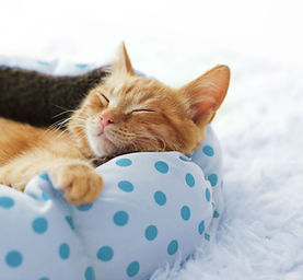 Sleeping Ginger Cat