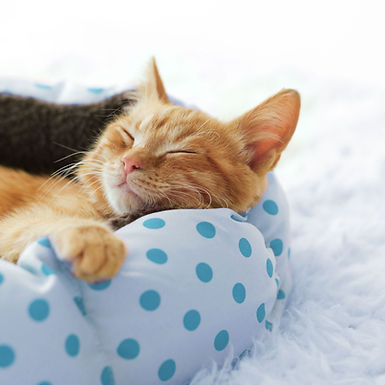 Cat Nap