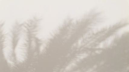 Blurry Palm Shadows