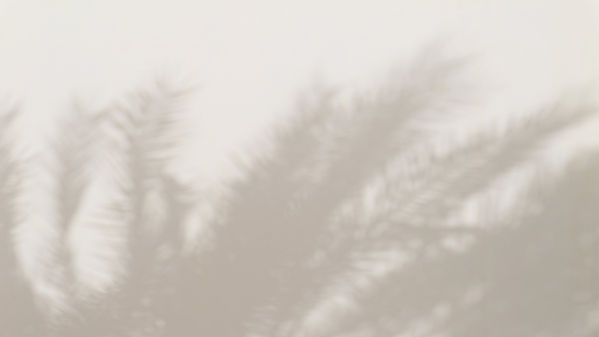 Blurry Palm Shadows