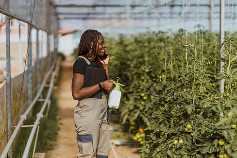 Cena da agricultura em estufa