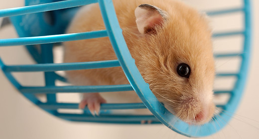 Hamster on a Wheel