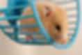 Hamster on a Wheel