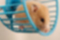 Hamster on a Wheel
