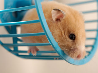Mon hamster dans sa roue...