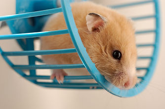 Hamster In Exercise Wheel