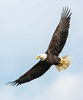 Eagle Flying
