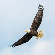 Eagle Flying