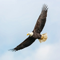 Adler fliegen