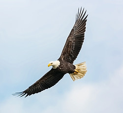 Eagle Flying