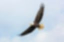 Eagle Flying