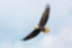 Eagle Flying