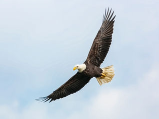 Eagle