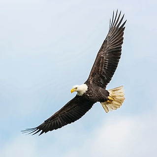 Águila volando