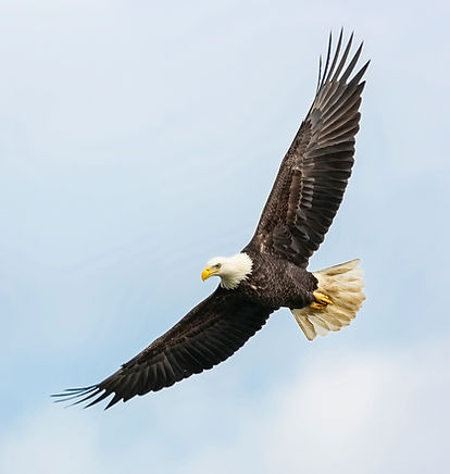 Eagle Flying