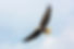 Eagle Flying