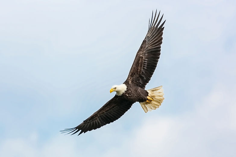Eagle Flying