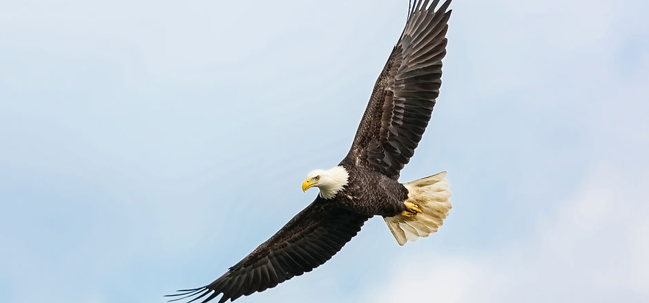 Vol aigle