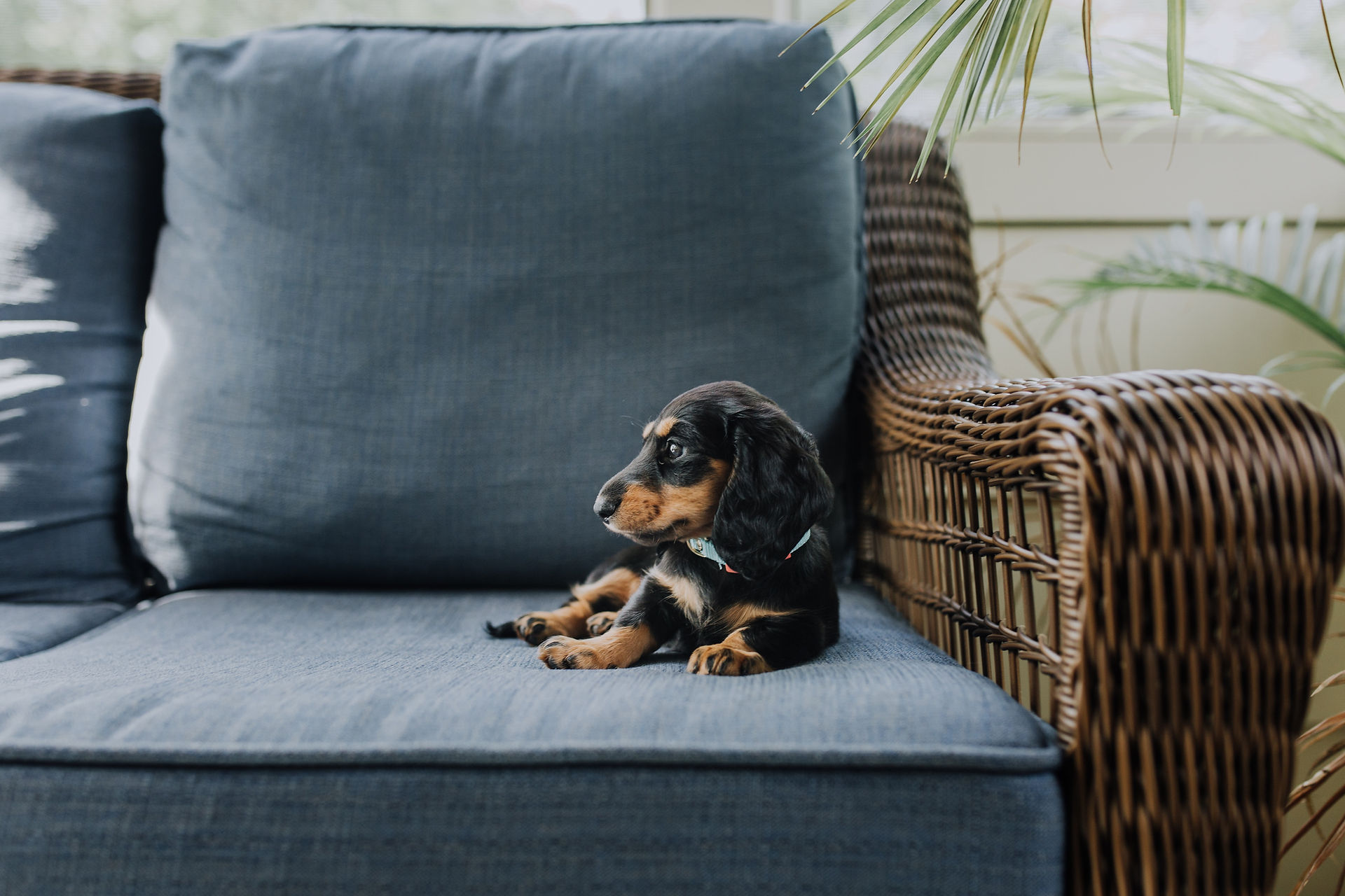 Adorable dachshund puppy on a couch