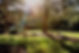 Trees Growing In Backyard