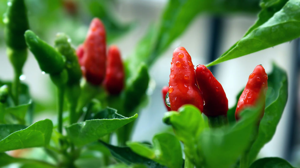 Chili Plant