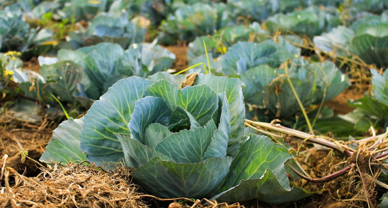 Cabbages
