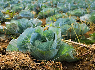 Cabbages