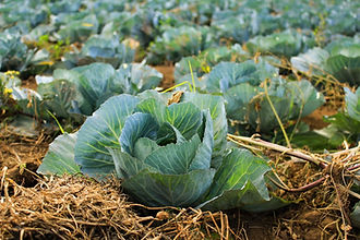 Cabbage Field Closeup