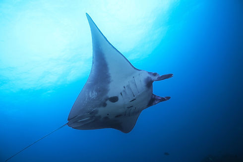 Raie manta majestueuse