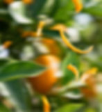 Orange Peel In Motion