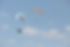 Paragliders