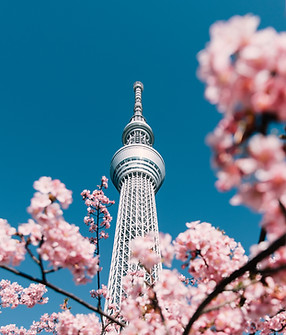 Cherry Blossom