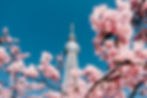 flor de cerezo