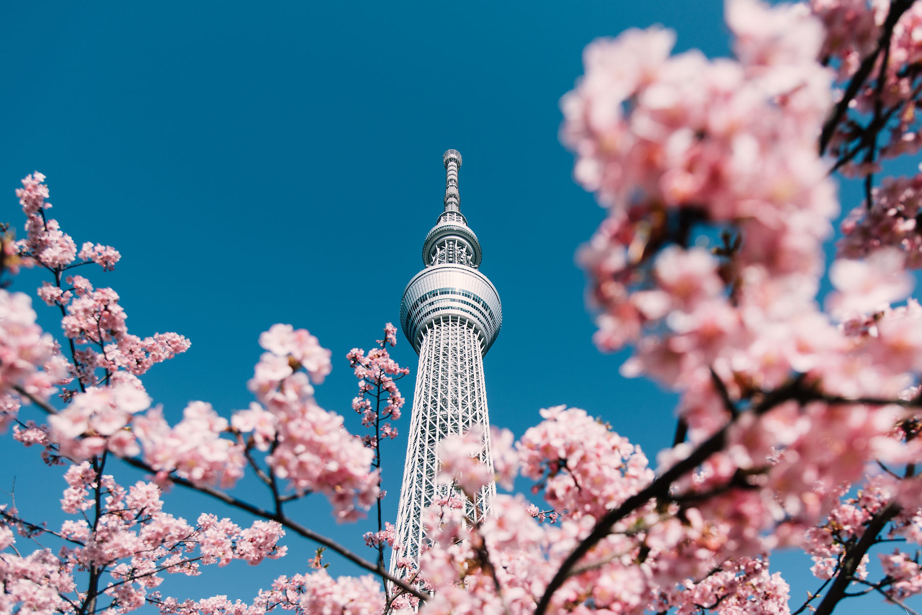 Cherry Blossom