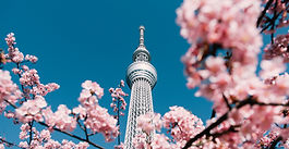 Những địa điểm ngắm hoa anh đào đẹp nhất Tokyo 2024