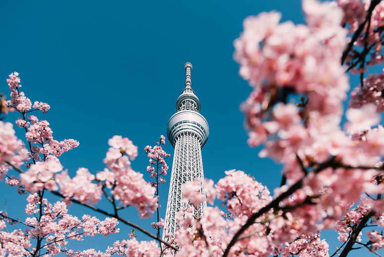 Cherry Blossom