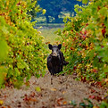 Black Pig