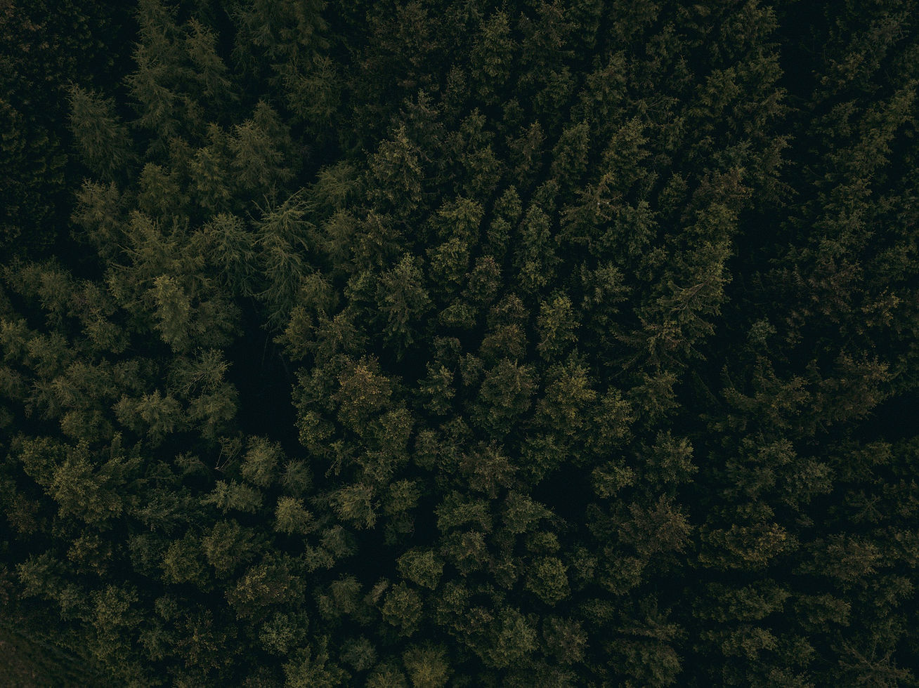 Dense Forest Aerial