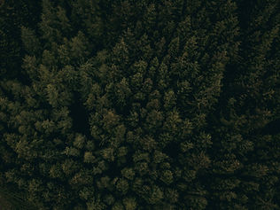 Treetops