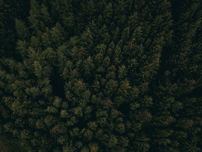 Treetops