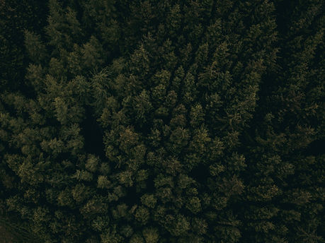Treetops