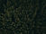Dense Forest Aerial