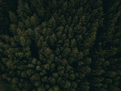 Treetops